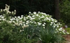 Suwannee Squat Dwarf Flowering Dogwood - 3 Gallon Pot 12 Suwannee Squat Dwarf Flowering Dogwood - 3 Gallon Pot -Healthy Plant Shop cornus florida suwannee squat white dogwood 3