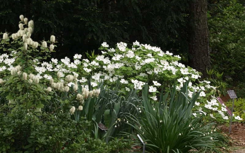 Suwannee Squat Dwarf Flowering Dogwood - 3 Gallon Pot 6 Suwannee Squat Dwarf Flowering Dogwood - 3 Gallon Pot - Image 6