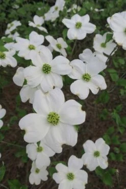 Suwannee Squat Dwarf Flowering Dogwood - 3 Gallon Pot 11 Suwannee Squat Dwarf Flowering Dogwood - 3 Gallon Pot -Healthy Plant Shop cornus florida suwannee squat white dogwood 6
