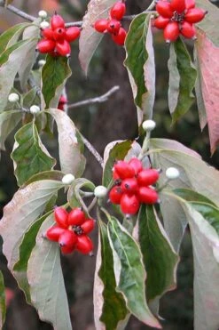 Suwannee Squat Dwarf Flowering Dogwood - 3 Gallon Pot 13 Suwannee Squat Dwarf Flowering Dogwood - 3 Gallon Pot -Healthy Plant Shop cornus florida white flowering dogwood fruit berries 9