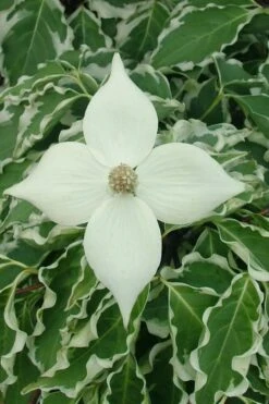 Samaritan Variegated Kousa Dogwood - 7 Gallon Pot (4-5') -Healthy Plant Shop cornus kousa samzam samaritan variegated kousa dogwood tree 10 1
