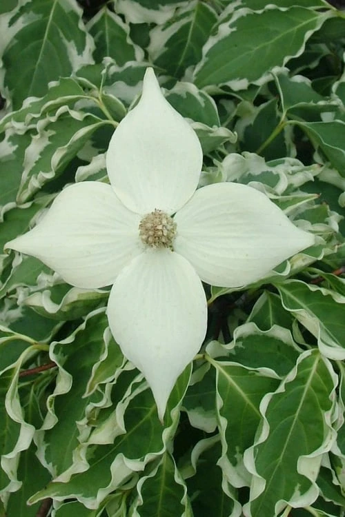 Samaritan Variegated Kousa Dogwood - 7 Gallon Pot (3-4') 4 Samaritan Variegated Kousa Dogwood - 7 Gallon Pot (3-4') - Image 4