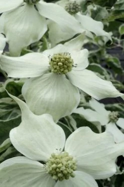 Samaritan Variegated Kousa Dogwood - 7 Gallon Pot (4-5') -Healthy Plant Shop cornus kousa samzam samaritan variegated kousa dogwood tree 16 1