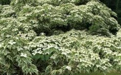 Samaritan Variegated Kousa Dogwood - 7 Gallon Pot (4-5') -Healthy Plant Shop cornus kousa samzam samaritan variegated kousa dogwood tree 24 1