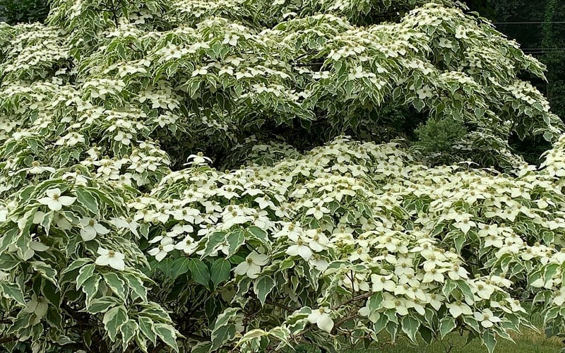 Samaritan Variegated Kousa Dogwood - 7 Gallon Pot (3-4') 11 Samaritan Variegated Kousa Dogwood - 7 Gallon Pot (3-4') - Image 11