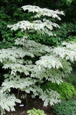Samaritan Variegated Kousa Dogwood - 7 Gallon Pot (4-5') -Healthy Plant Shop cornus kousa samzam samaritan variegated kousa dogwood tree 25 1
