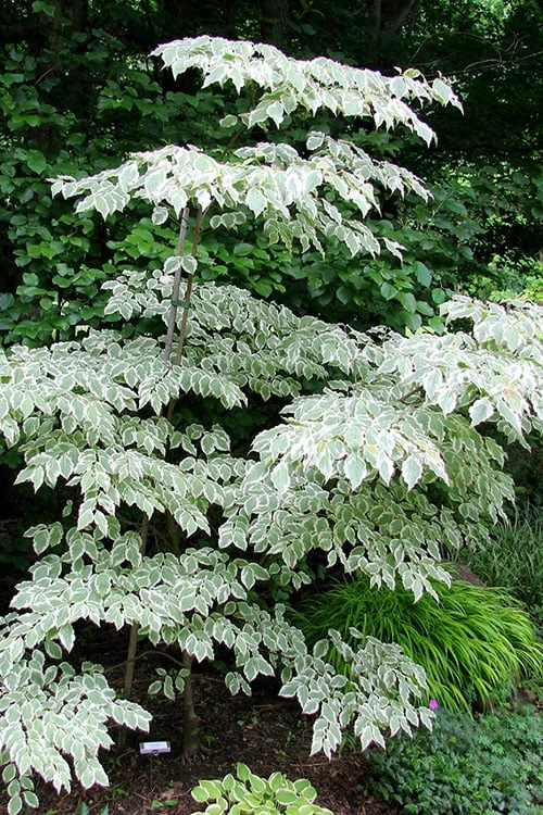 Samaritan Variegated Kousa Dogwood - 7 Gallon Pot (3-4') 10 Samaritan Variegated Kousa Dogwood - 7 Gallon Pot (3-4') - Image 10