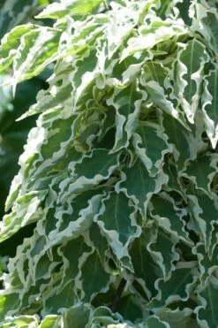 Samaritan Variegated Kousa Dogwood - 7 Gallon Pot (4-5')