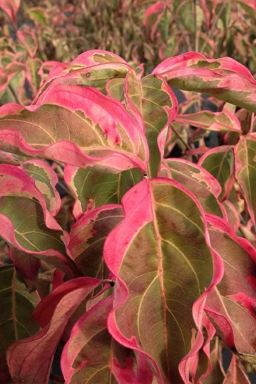 Samaritan Variegated Kousa Dogwood - 7 Gallon Pot (3-4') 5 Samaritan Variegated Kousa Dogwood - 7 Gallon Pot (3-4') - Image 5