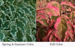 Samaritan Variegated Kousa Dogwood - 7 Gallon Pot (3-4') 26 Samaritan Variegated Kousa Dogwood - 7 Gallon Pot (3-4') -Healthy Plant Shop cornus kousa samzam samaritan variegated kousa dogwood tree 28