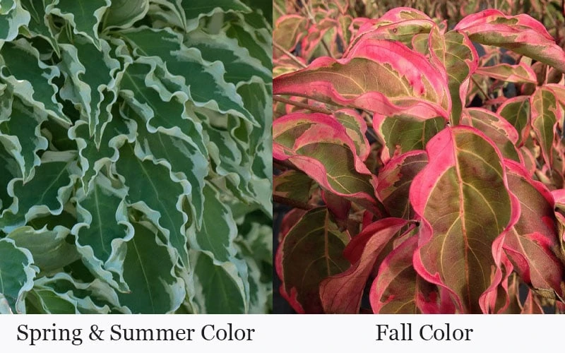 Samaritan Variegated Kousa Dogwood - 7 Gallon Pot (3-4') 13 Samaritan Variegated Kousa Dogwood - 7 Gallon Pot (3-4') - Image 13