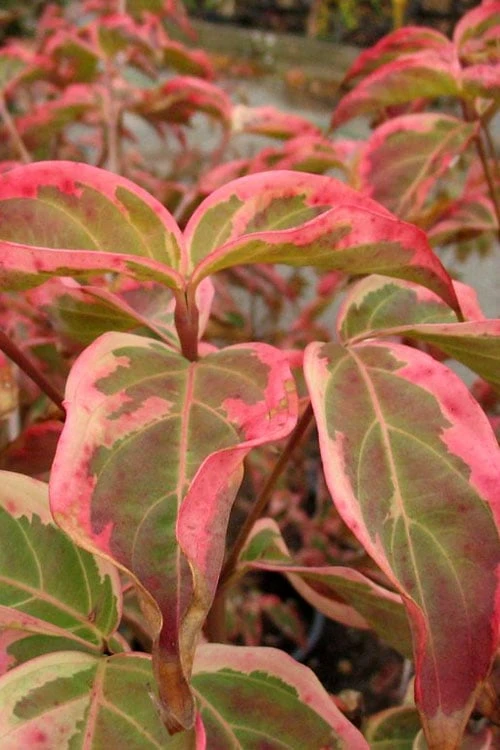 Samaritan Variegated Kousa Dogwood - 7 Gallon Pot (3-4') 12 Samaritan Variegated Kousa Dogwood - 7 Gallon Pot (3-4') - Image 12