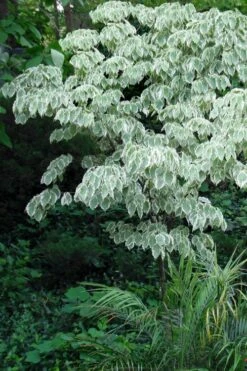 Samaritan Variegated Kousa Dogwood - 7 Gallon Pot (3-4') 27 Samaritan Variegated Kousa Dogwood - 7 Gallon Pot (3-4') -Healthy Plant Shop cornus kousa samzam samaritan variegated kousa dogwood tree 32