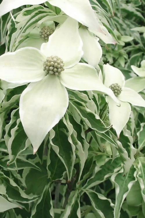 Samaritan Variegated Kousa Dogwood - 7 Gallon Pot (3-4') 8 Samaritan Variegated Kousa Dogwood - 7 Gallon Pot (3-4') - Image 8