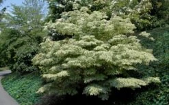 Samaritan Variegated Kousa Dogwood - 7 Gallon Pot (4-5') -Healthy Plant Shop cornus kousa samzam samaritan variegated kousa dogwood tree 6 1