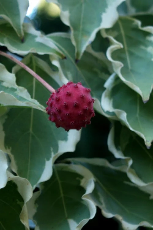 Samaritan Variegated Kousa Dogwood - 7 Gallon Pot (3-4') 6 Samaritan Variegated Kousa Dogwood - 7 Gallon Pot (3-4') - Image 6