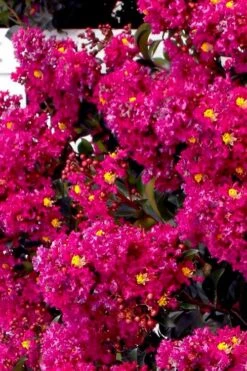 Berry Dazzle Dwarf Crape Myrtle (Single-Trunk Topiary) - 7 Gallon Pot 9 Berry Dazzle Dwarf Crape Myrtle (Single-Trunk Topiary) - 7 Gallon Pot -Healthy Plant Shop crape myrtle berry dazzle tree form topiary standard 2