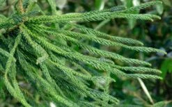 Snake Branch Japanese Cedar - Cryptomeria Japonica 'Araucarioides' - 3 Gallon Pot -Healthy Plant Shop cryptomeria japonica araucarioides snake branch japanese cedar 8