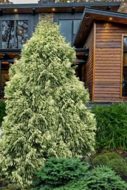 Sekken Sugi Golden Cryptomeria (Japanese Cedar) - 5 Gallon Pot -Healthy Plant Shop cryptomeria japonica sekkan sugi golden japanese cedar 15