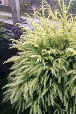 Sekken Sugi Golden Cryptomeria (Japanese Cedar) - 5 Gallon Pot -Healthy Plant Shop cryptomeria japonica sekkan sugi japanese cedar 2