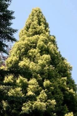 Sekken Sugi Golden Cryptomeria (Japanese Cedar) - 5 Gallon Pot -Healthy Plant Shop cryptomeria japonica sekkan sugi japanese cedar 5