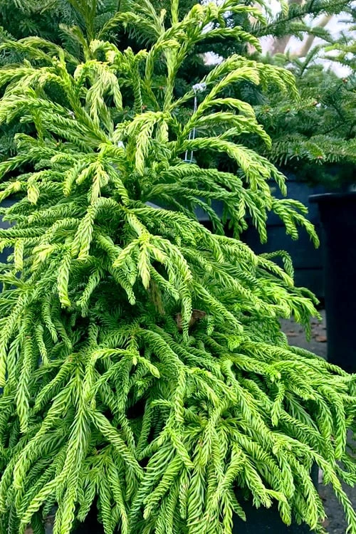 Spiralis Cryptomeria (Japanese Cedar) - 1 Gallon Pot 5 Spiralis Cryptomeria (Japanese Cedar) - 1 Gallon Pot - Image 5
