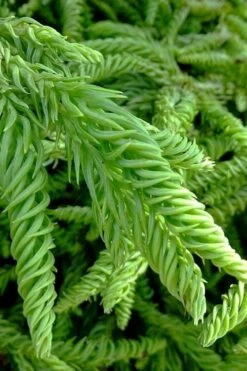 Spiralis Cryptomeria (Japanese Cedar) - 1 Gallon Pot 11 Spiralis Cryptomeria (Japanese Cedar) - 1 Gallon Pot -Healthy Plant Shop cryptomeria japonica spiralis japanese cedar 3
