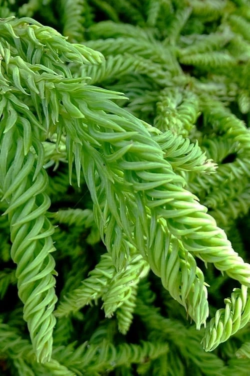 Spiralis Cryptomeria (Japanese Cedar) - 1 Gallon Pot 6 Spiralis Cryptomeria (Japanese Cedar) - 1 Gallon Pot - Image 6
