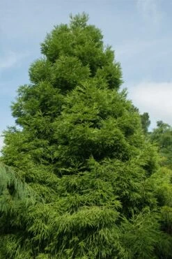 Spiralis Cryptomeria (Japanese Cedar) - 1 Gallon Pot 9 Spiralis Cryptomeria (Japanese Cedar) - 1 Gallon Pot -Healthy Plant Shop cryptomeria japonica spiralis japanese cedar 7