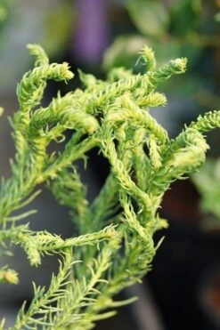 New Products 21 Spiraliter Falcata' Cryptomeria (Japanese Cedar) - 1 Gallon Pot