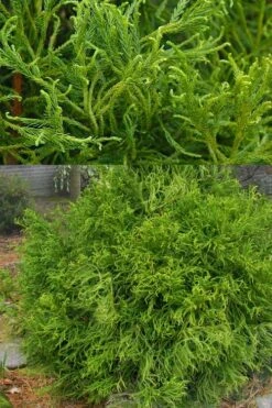 Spiraliter Falcata' Cryptomeria (Japanese Cedar) - 1 Gallon Pot 8 Spiraliter Falcata' Cryptomeria (Japanese Cedar) - 1 Gallon Pot -Healthy Plant Shop cryptomeria japonica spiraliter falcata 3