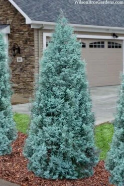 Blue Ice Arizona Cypress - 7 Gallon Pot (5-6') 10 Blue Ice Arizona Cypress - 7 Gallon Pot (5-6') -Healthy Plant Shop cupressus arizonica blue ice cypress 101