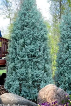 Blue Ice Arizona Cypress - 7 Gallon Pot (5-6') 12 Blue Ice Arizona Cypress - 7 Gallon Pot (5-6') -Healthy Plant Shop cupressus arizonica blue ice cypress 103