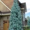 Blue Ice Arizona Cypress - 7 Gallon Pot (5-6')