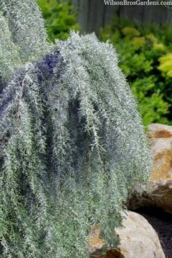 Raywood Weeping Arizona Cypress - 6 Gallon Pot 7 Raywood Weeping Arizona Cypress - 6 Gallon Pot -Healthy Plant Shop cupressus arizonica raymonds weeping arizona cypress 3
