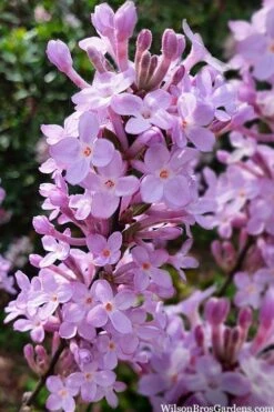 Lilac Daphne (Daphne Genkwa) - 2 Gallon Pot 10 Lilac Daphne (Daphne Genkwa) - 2 Gallon Pot -Healthy Plant Shop daphne genkwa lilac daphne 10