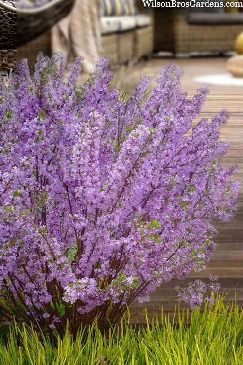 Lilac Daphne (Daphne Genkwa) - 2 Gallon Pot 1 Lilac Daphne (Daphne Genkwa) - 2 Gallon Pot