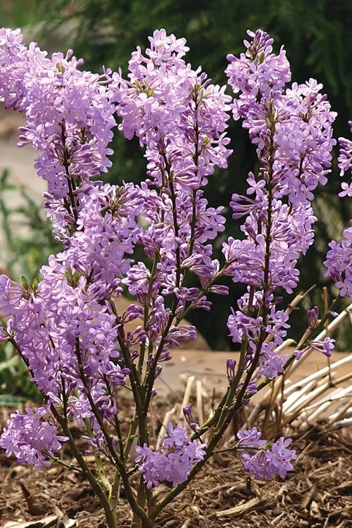 Lilac Daphne (Daphne Genkwa) - 2 Gallon Pot 6 Lilac Daphne (Daphne Genkwa) - 2 Gallon Pot - Image 6