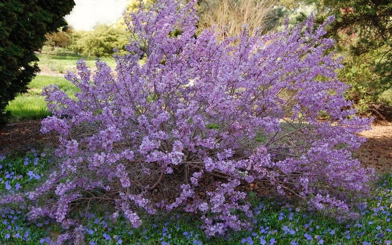 Lilac Daphne (Daphne Genkwa) - 2 Gallon Pot 5 Lilac Daphne (Daphne Genkwa) - 2 Gallon Pot - Image 5