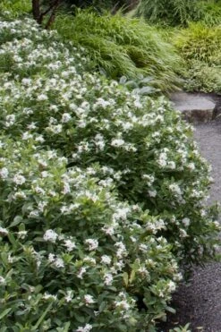 Jim's Pride White Summer Daphne - Daphne X Transatlantica - 2 Gallon Pot 10 Jim's Pride White Summer Daphne - Daphne X Transatlantica - 2 Gallon Pot -Healthy Plant Shop daphne jims pride 1