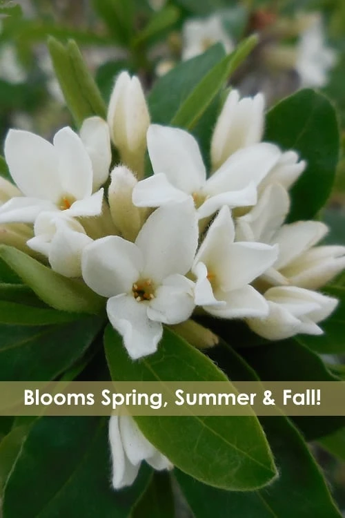 Jim's Pride White Summer Daphne - Daphne X Transatlantica - 2 Gallon Pot 1 Jim's Pride White Summer Daphne - Daphne X Transatlantica - 2 Gallon Pot