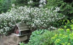 Jim's Pride White Summer Daphne - Daphne X Transatlantica - 2 Gallon Pot 9 Jim's Pride White Summer Daphne - Daphne X Transatlantica - 2 Gallon Pot -Healthy Plant Shop daphne jims pride 3