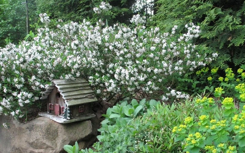 Jim's Pride White Summer Daphne - Daphne X Transatlantica - 2 Gallon Pot 4 Jim's Pride White Summer Daphne - Daphne X Transatlantica - 2 Gallon Pot - Image 4