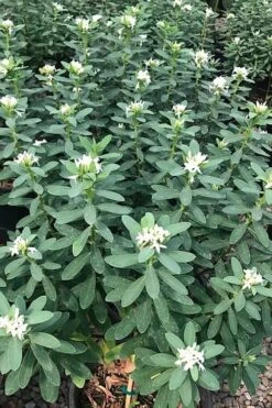 Jim's Pride White Summer Daphne - Daphne X Transatlantica - 2 Gallon Pot 11 Jim's Pride White Summer Daphne - Daphne X Transatlantica - 2 Gallon Pot -Healthy Plant Shop daphne jims pride 7