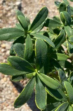 Splash Variegated Summer Daphne - 1 Gallon Pot -Healthy Plant Shop daphne splash summer daphne 1