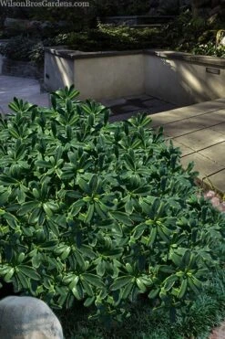 Splash Variegated Summer Daphne - 1 Gallon Pot -Healthy Plant Shop daphne splash variegated summer daphne 6