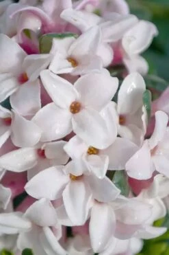 Splash Variegated Summer Daphne - 1 Gallon Pot -Healthy Plant Shop daphne splash variegated summer daphne 7