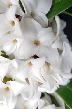White Perfume Princess Winter Daphne - 2 Gallon Pot -Healthy Plant Shop daphne white perfume princess 3