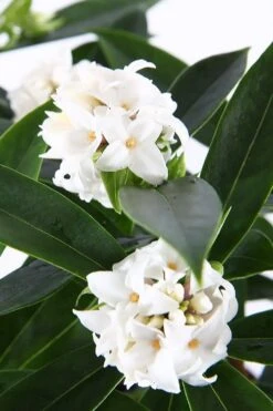 White Perfume Princess Winter Daphne - 2 Gallon Pot -Healthy Plant Shop daphne white perfume princess 6