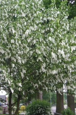 Dove Tree (Davidia Involucrata) - 7 Gallon Pot (5-6') -Healthy Plant Shop davidia involucrata dove tree 1